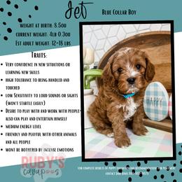 Cavapoo Puppies from Ruby's Cavapoos