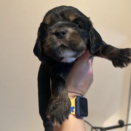 Pink  girl - Black white and tan female Cocker Spaniel puppy in Justin, Texas from Flud Farm Cocker Spaniels
