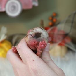 Chihuahua Puppies from Fiddlefigg Chihuahuas
