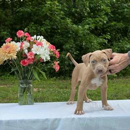 Paloma - Lilac female American Bully puppy in Virginia from Terminal Velocity Kennels LLC