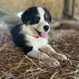 Luigi - Tri-color male Border Collie puppy in Surgoinsville, Tennessee from Smokey Mountain Vizslas