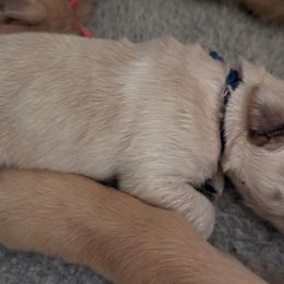 Golden Retriever Puppies from Goldens of Heritage Oaks