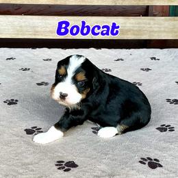 Bobcat - Tri-color male Bernedoodle puppy in Banner Elk, North Carolina from Walnut Tree Bernedoodles