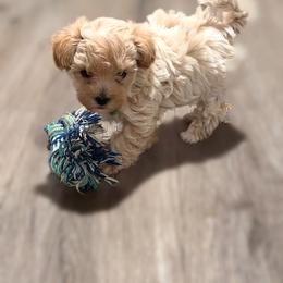 Isabela - Cream female Maltipoo puppy in Bells, Texas from Partridge Doodles and Poodles