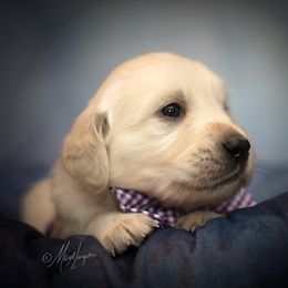 Golden Retriever Puppies from Glenmac Goldens