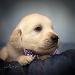 Golden Retriever Puppies from Glenmac Goldens
