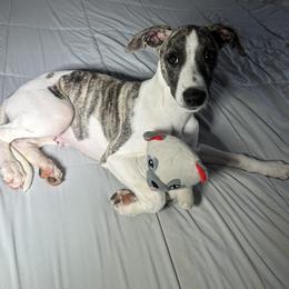 Whippet Puppies from Hertzog  Whippets