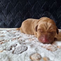 Duke - Yellow male Labrador Retriever puppy in Bemidji, Minnesota from Northern Star Elite Quality Labrador Retrievers