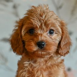 Cavapoos from Divinity Grace Cavapoos