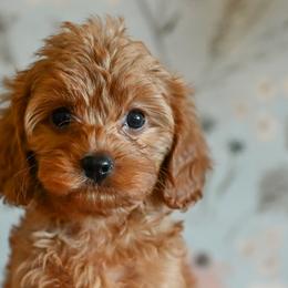 Cavapoos from Divinity Grace Cavapoos