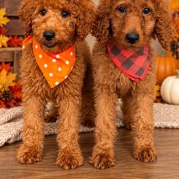 AKC Bella - Red  female Poodle puppy in Cape Coral, Florida from Ruby the poodle