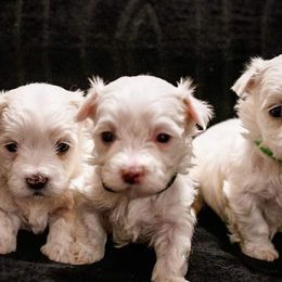 Maltese from Desrosier