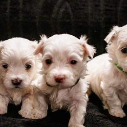 Maltese from Desrosier