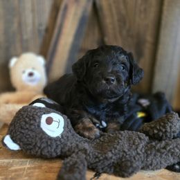 Star female 1 - Black phantom female Aussiedoodle puppy in Redding, California from House Merrills Minis and Doodles