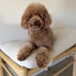 Coco - Goldendoodle