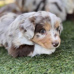Lady  (Maisie) - Red merle female Australian Shepherd puppy in Ramona, California from Blue Moon Aussies