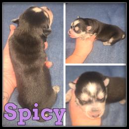 Spicy - Black and white female Siberian Husky puppy in Merrill, Michigan from Haase Family Kennels