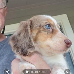 SAMMY - Piebald male Dachshund puppy in Paradise, Texas from C and J Minis