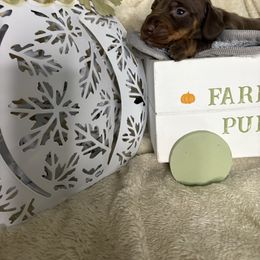 Hampton - Chocolate and tan male Dachshund puppy in Richwood, West Virginia from Wild and Wonderful Wieners