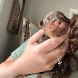Choc 1 - Chocolate and tan male Yorkshire Terrier puppy in Sterling, Colorado from Yorkies