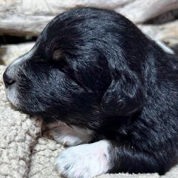Riven (has tail) - Black tri-color male Australian Shepherd puppy in Butler, Georgia from Aussies at Howling Hill Farm