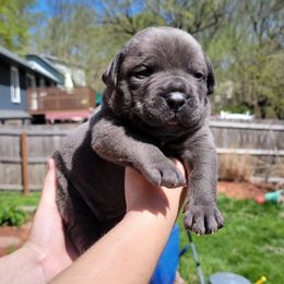 Cane Corso puppies from Solterra Cane Corso