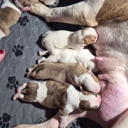 American Bulldog puppies from BackyardfinestBullys