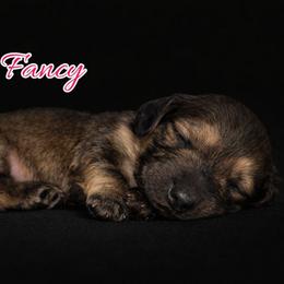 Fancy - Cream female Dachshund puppy in Greenfield, Ohio from Buck Run Creek Dachshunds & Labradors