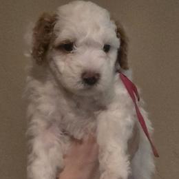 Vega - Parti female Goldendoodle puppy in Layton, Utah from Lauralyn's Goldendoodles