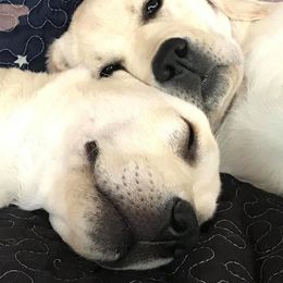 Labrador Retriever Puppies from Linro Labradors