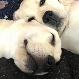 Labrador Retriever Puppies from Linro Labradors