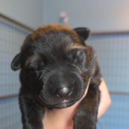 Purple - Sable female German Shepherd puppy in Nekoosa, Wisconsin from Waldrand Kennel LLC