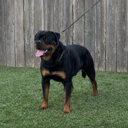 RO - Rottweiler