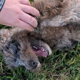 Daisy - White Collar - Blue merle female Aussiedoodle puppy in Mc Minnville, Tennessee from WilderAcre