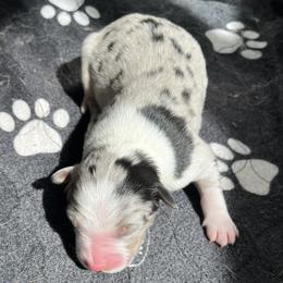 Blue F - Blue merle female Australian Shepherd puppy in Cotati, California from Tried and True Aussies