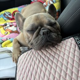 French Bulldog Puppies from Tip Top Bully House