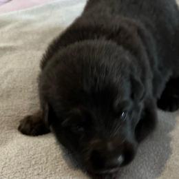 Boy 6-green - Black male German Shepherd puppy in Sharon Grove, Kentucky from Julie’s Shepherds