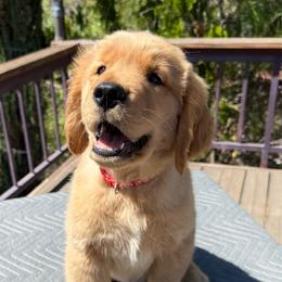 Red Collar Boy - Golden male Golden Retriever puppy in San Jacinto, California from Golden Retriever Puppy Bliss