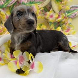 Cash - Blue and tan male Dachshund puppy in Waseca, Minnesota from Dragonfly Doxies