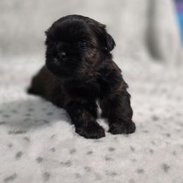Rocky - Chocolate and tan male Shih Tzu puppy in Ronda, North Carolina from Willow River