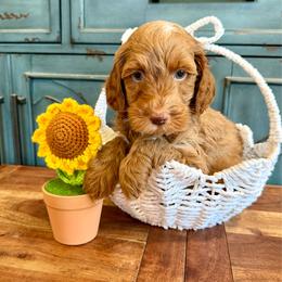Cheetoh - Red male Cockapoo puppy in Beresford, South Dakota from DAKOTA DOOD RANCH