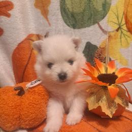 Girl 1 - Wolf sable female Pomeranian puppy in Lore City, Ohio from Tonia's Pomeranians