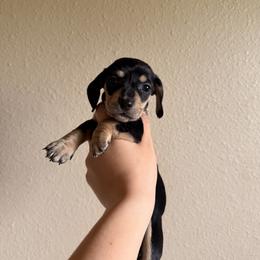 Pixie (purple) - Black and cream female Dachshund puppy in Modesto, California from Once Upon a Mini Dachshund