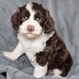Shelter - Brown and white female Sheepadoodle puppy in Cleveland, Georgia from Jam's Doodles And Poodles