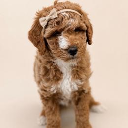 Riot - Red female Bernedoodle puppy in Santa Barbara, California from K+C Doodles