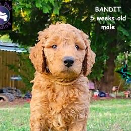 Bandit - Red  male Goldendoodle puppy in Greer, South Carolina from South Paw Doodles