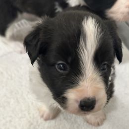 Boy 2 - Border Collie puppy in Barnstead, New Hampshire from Pettigrew's Border Collies