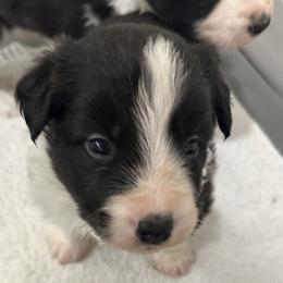 Boy 2 - Border Collie puppy in Barnstead, New Hampshire from Pettigrew's Border Collies