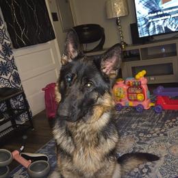 Riley - German Shepherd