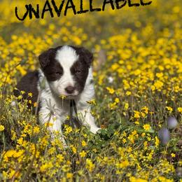 Manny - Red male Border Collie puppy in Sanger, California from Flying M Cactus Ranch Buddies